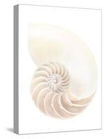 Nautilus Shell-Gavin Kingcome-Stretched Canvas
