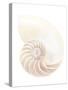 Nautilus Shell-Gavin Kingcome-Stretched Canvas