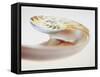 Nautilus Shell-Lawrence Lawry-Framed Stretched Canvas