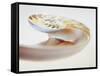 Nautilus Shell-Lawrence Lawry-Framed Stretched Canvas