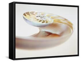 Nautilus Shell-Lawrence Lawry-Framed Stretched Canvas
