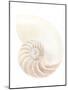 Nautilus Shell-Gavin Kingcome-Mounted Photographic Print