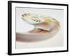 Nautilus Shell-Lawrence Lawry-Framed Photographic Print