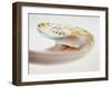 Nautilus Shell-Lawrence Lawry-Framed Photographic Print