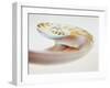 Nautilus Shell-Lawrence Lawry-Framed Photographic Print