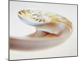 Nautilus Shell-Lawrence Lawry-Mounted Photographic Print