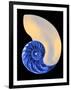 Nautilus Shell-Babar760-Framed Art Print