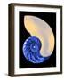 Nautilus Shell-Babar760-Framed Art Print