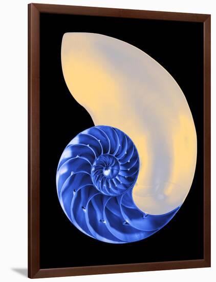 Nautilus Shell-Babar760-Framed Art Print