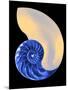 Nautilus Shell-Babar760-Mounted Art Print