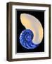 Nautilus Shell-Babar760-Framed Art Print