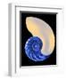 Nautilus Shell-Babar760-Framed Art Print