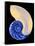 Nautilus Shell-Babar760-Framed Stretched Canvas