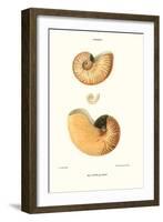 Nautilus Shell-John Mawe-Framed Art Print