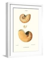 Nautilus Shell-John Mawe-Framed Art Print