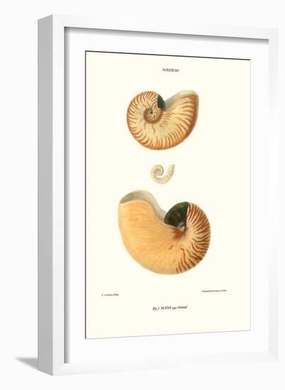 Nautilus Shell-John Mawe-Framed Art Print