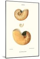 Nautilus Shell-John Mawe-Mounted Art Print