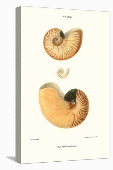 Nautilus Shell-John Mawe-Stretched Canvas