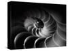 Nautilus Spiral-George Oze-Stretched Canvas