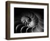 Nautilus Spiral-George Oze-Framed Photographic Print