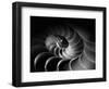 Nautilus Spiral-George Oze-Framed Photographic Print