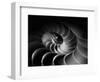 Nautilus Spiral-George Oze-Framed Photographic Print