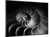 Nautilus Spiral-George Oze-Mounted Photographic Print