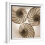 Nautilus Trio-Albert Koetsier-Framed Art Print