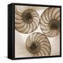 Nautilus Trio-Albert Koetsier-Framed Stretched Canvas