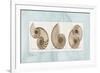 Nautilus Trio-Albert Koetsier-Framed Premium Giclee Print