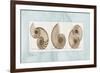 Nautilus Trio-Albert Koetsier-Framed Premium Giclee Print