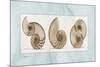 Nautilus Trio-Albert Koetsier-Mounted Premium Giclee Print