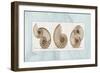 Nautilus Trio-Albert Koetsier-Framed Art Print