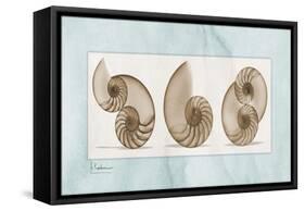 Nautilus Trio-Albert Koetsier-Framed Stretched Canvas