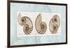 Nautilus Trio-Albert Koetsier-Framed Art Print