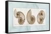 Nautilus Trio-Albert Koetsier-Framed Stretched Canvas