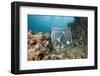 Nautilus Were Trapped from 300 Meters in the Night (Nautilus Belauensis), Micronesia, Palau-Reinhard Dirscherl-Framed Photographic Print
