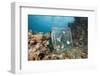 Nautilus Were Trapped from 300 Meters in the Night (Nautilus Belauensis), Micronesia, Palau-Reinhard Dirscherl-Framed Photographic Print