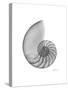 Nautilus Xray-Albert Koetsier-Stretched Canvas