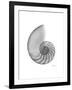 Nautilus Xray-Albert Koetsier-Framed Premium Giclee Print