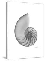 Nautilus Xray-Albert Koetsier-Stretched Canvas