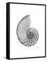 Nautilus Xray-Albert Koetsier-Framed Stretched Canvas