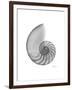 Nautilus Xray-Albert Koetsier-Framed Premium Giclee Print