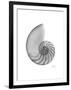 Nautilus Xray-Albert Koetsier-Framed Premium Giclee Print