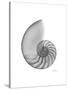 Nautilus Xray-Albert Koetsier-Stretched Canvas