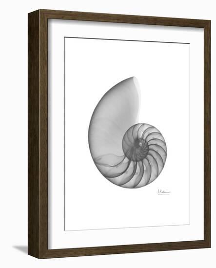 Nautilus Xray-Albert Koetsier-Framed Premium Giclee Print