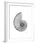 Nautilus Xray-Albert Koetsier-Framed Premium Giclee Print