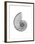 Nautilus Xray-Albert Koetsier-Framed Premium Giclee Print