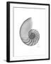 Nautilus Xray-Albert Koetsier-Framed Premium Giclee Print