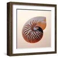 Nautilus-Tom Artin-Framed Art Print